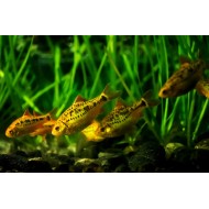 Barb Schubert  (Puntius semifasciolatus) 