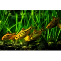 Barb Schubert  (Puntius semifasciolatus) 