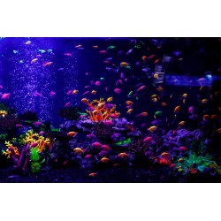 Ternia Glo mix (Gymnocorymbus ternetzi)