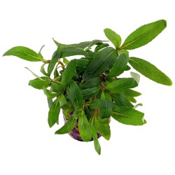 Стаурогин Бихар (Staurogyne sp. Bihar) Стаурогин Бихар (Staurogyne sp. Bihar)