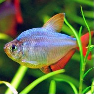 Тетра колумбийская (Hyphessobrycon columbianus) Тетра колумбийская (Hyphessobrycon columbianus)