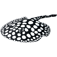 Скат леопольди Poblack самец (Potamotrygon Leopoldi) Скат леопольди Poblack самец (Potamotrygon Leopoldi)
