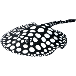 Скат леопольди Poblack самец (Potamotrygon Leopoldi) Скат леопольди Poblack самец (Potamotrygon Leopoldi)