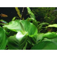 Анубиас бартери полосатый (Anubias barteri striped) Анубиас бартери полосатый (Anubias barteri striped)