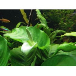 Анубиас бартери полосатый (Anubias barteri striped) Анубиас бартери полосатый (Anubias barteri striped)