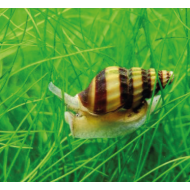 Anentome helena sau Clea helena