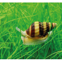 Anentome helena sau Clea helena