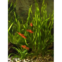 Меченосец красный, красно-черный, ассорти (Xiphophorus helleri) Меченосец красный, красно-черный, ассорти (Xiphophorus helleri)