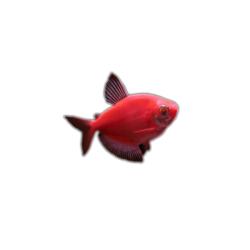 Тернеция глофиш GloFish красная алая (Gymnocorymbus ternetzi)  Тернеция глофиш GloFish красная алая (Gymnocorymbus ternetzi)