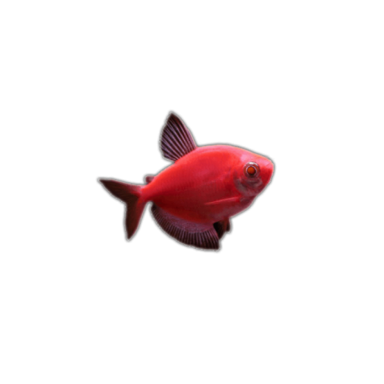 Тернеция глофиш GloFish красная алая (Gymnocorymbus ternetzi) 
