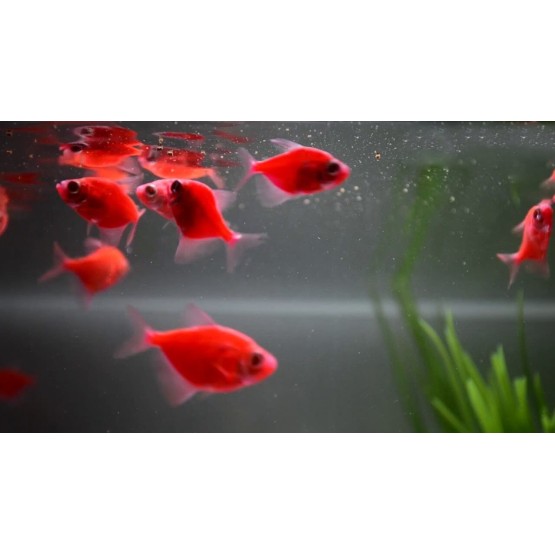 Тернеция глофиш GloFish красная алая (Gymnocorymbus ternetzi) 