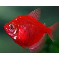 Тернеция глофиш GloFish красная алая (Gymnocorymbus ternetzi) 