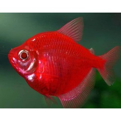 Тернеция глофиш GloFish красная алая (Gymnocorymbus ternetzi)  Тернеция глофиш GloFish красная алая (Gymnocorymbus ternetzi)