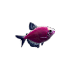 Тернеция глофиш GloFish сирень (Gymnocorymbus ternetzi)  Тернеция глофиш GloFish сирень (Gymnocorymbus ternetzi)