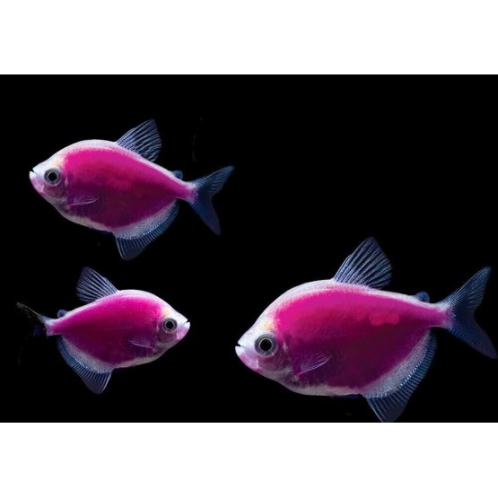 Тернеция глофиш GloFish сирень (Gymnocorymbus ternetzi) 
