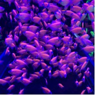 Тернеция глофиш GloFish сирень (Gymnocorymbus ternetzi) 