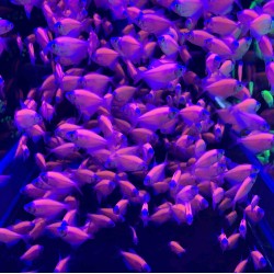 Тернеция глофиш GloFish сирень (Gymnocorymbus ternetzi)  Тернеция глофиш GloFish сирень (Gymnocorymbus ternetzi)