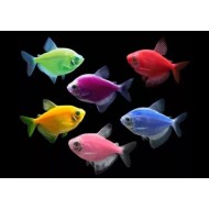 Тернеция GloFish микс (Gymnocorymbus ternetzi) 