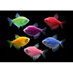 Тернеция GloFish микс (Gymnocorymbus ternetzi)  Тернеция GloFish микс (Gymnocorymbus ternetzi)