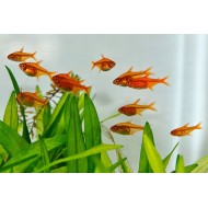 Tetra Amanda (Hyphessobrycon amandae) 