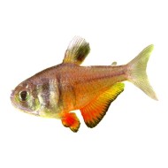 Тетра фон рио (Hyphessobrycon flammeus)  Тетра фон рио (Hyphessobrycon flammeus)