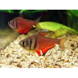 Flame TETRA (Hyphessobrycon flammeus) 