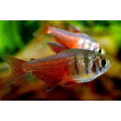 Тетра фон рио (Hyphessobrycon flammeus)  Тетра фон рио (Hyphessobrycon flammeus)