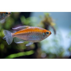 Congo tetra (Phenacogrammus interruptus)