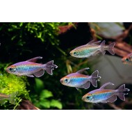 Тетра конго (Phenacogrammus interruptusis)