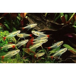 Prionobrama filigera