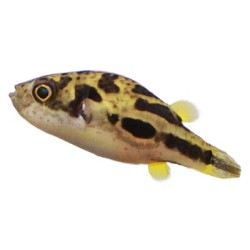 Карликовый Тетрадон (Carinotetraodon Travancoricus) Карликовый Тетрадон (Carinotetraodon Travancoricus)