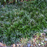 Офиопогон Японский карликовый (Ophiopogon japonicus Kyoto Dwarf)