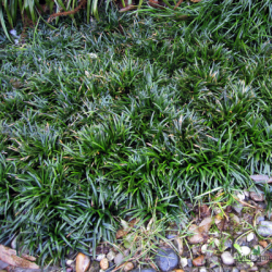 Офиопогон Японский карликовый (Ophiopogon japonicus Kyoto Dwarf) Офиопогон Японский карликовый (Ophiopogon japonicus Kyoto Dwarf)