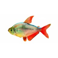 Тетра колумбийская (Hyphessobrycon columbianus) Тетра колумбийская (Hyphessobrycon columbianus)