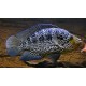 Цихлазома манагуанская (Parachromis managuensis) 