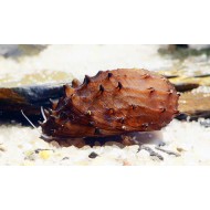 Улитка Неритина Ежик (Neritina juttingae)