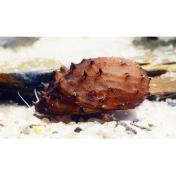 Улитка Неритина Ежик (Neritina juttingae)