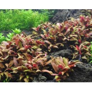 Альтернантера Рейнека "Мини" (Alternanthera reineckii Mini)