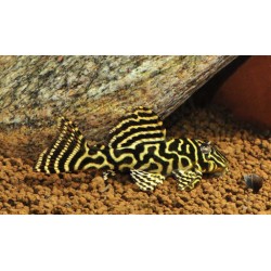 Гипанциструс L340 (Hypancistrus L340)