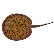 Скат моторо (Potamotrygon motoro)