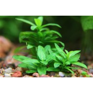 Стаурогин репенс или Стаурогин ползучий (Staurogyne repens)