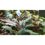 Буцефаландра Шайн Блю (Bucephalandra sp. Shine Blue) 