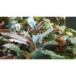 Буцефаландра Шайн Блю (Bucephalandra sp. Shine Blue) 