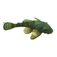 Анциструс обыкновенный (Ancistrus dolichopterus) Анциструс обыкновенный (Ancistrus dolichopterus)