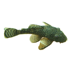Анциструс обыкновенный (Ancistrus dolichopterus) Анциструс обыкновенный (Ancistrus dolichopterus)