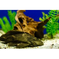 Парчовый сом птеригоплихт (Glyptoperichthys gibbiceps) Парчовый сом птеригоплихт (Glyptoperichthys gibbiceps)