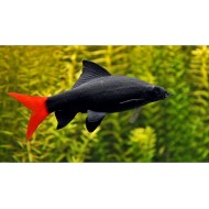 Лабео биколор (Labeo bicolor)