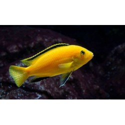 Лабидохромис еллоу (Labidochromis caeruleus "Yellow") Лабидохромис еллоу (Labidochromis caeruleus "Yellow")