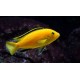Labidochromis galben (Labidochromis caeruleus "Yellow") 