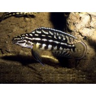 Julidochromis marlieri